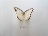 藏品(異色尖粉蝶)的圖片